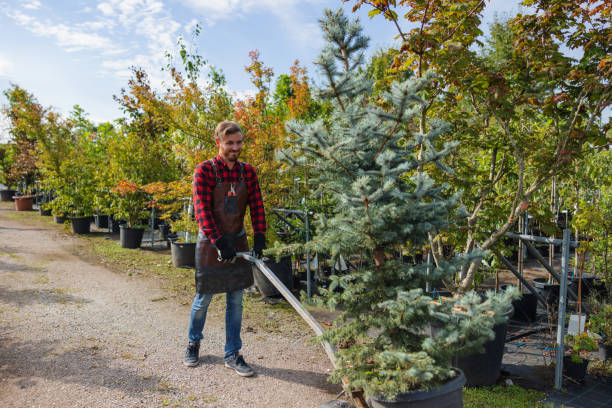 Professional Tree Service in Pike Creek Valley, DE